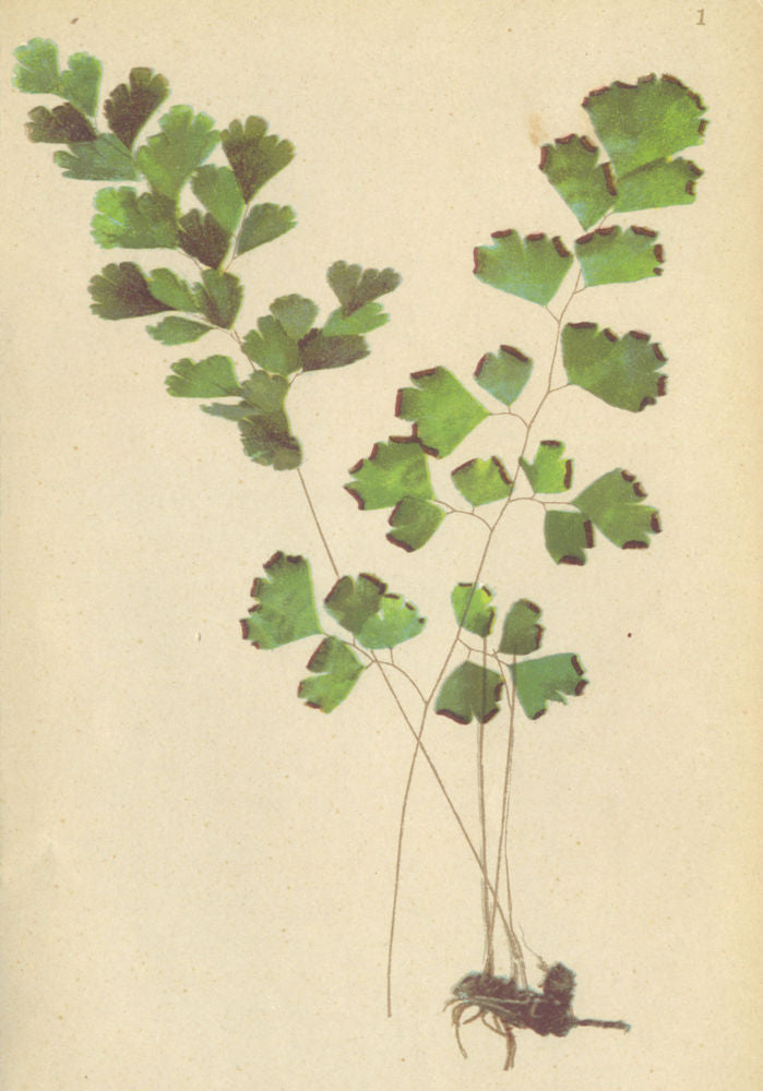 ALPENFLORA ALPINE FLOWERS. Adiantum Capillus Veneris L-Frauenhaar 1897 print